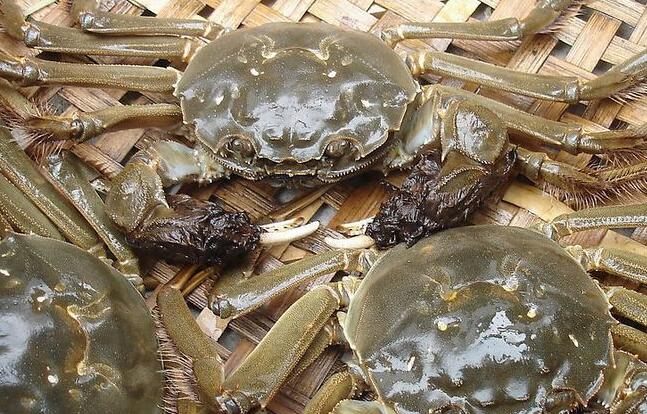 為啥海鮮禮品的死蟹不能吃？